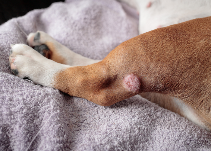 Nowotwór skóry u psa.