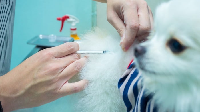 Zastrzyki z insuliny dla psa.