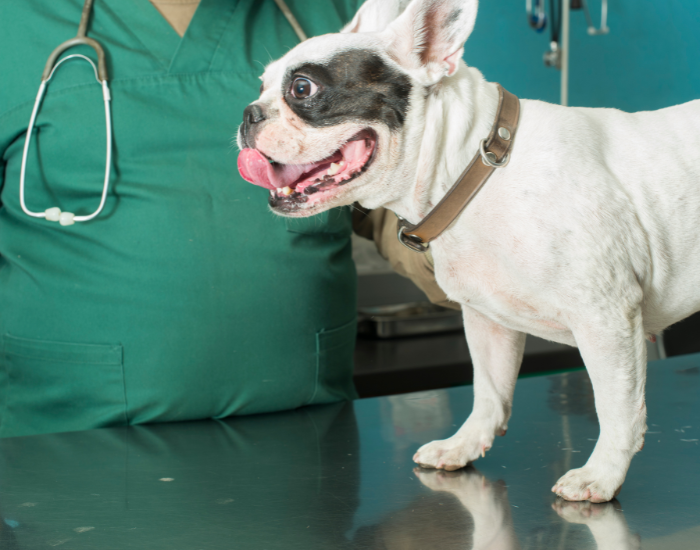 Buldog francuski z zapadnięta tchawicą.