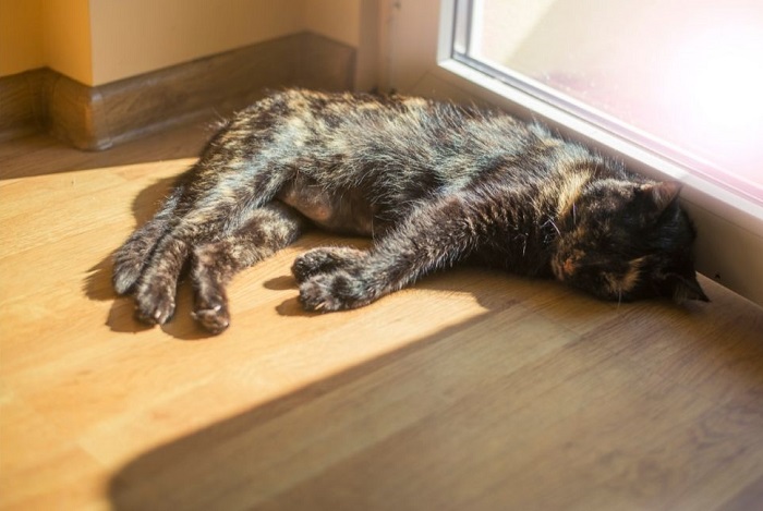 Kot wyleguje się w słońcu.