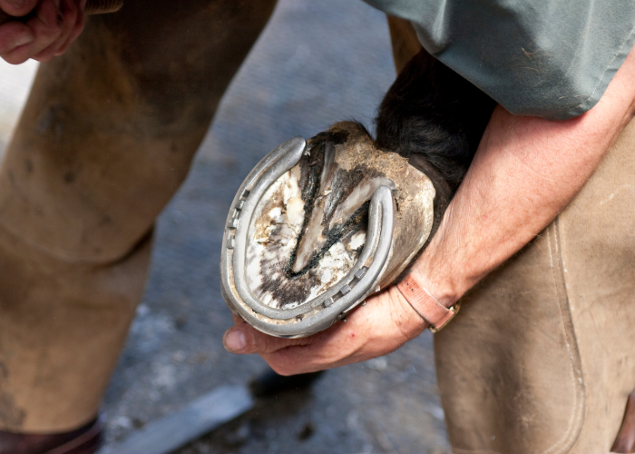 Podkowa kopyta konia.