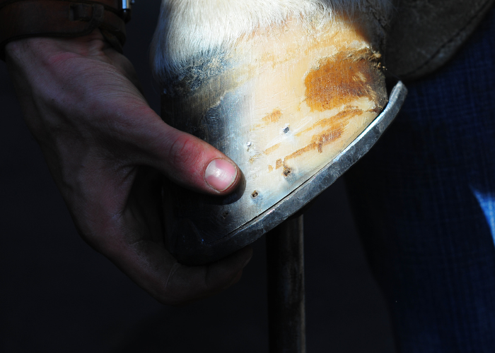 Podkuta podkowa u konia.