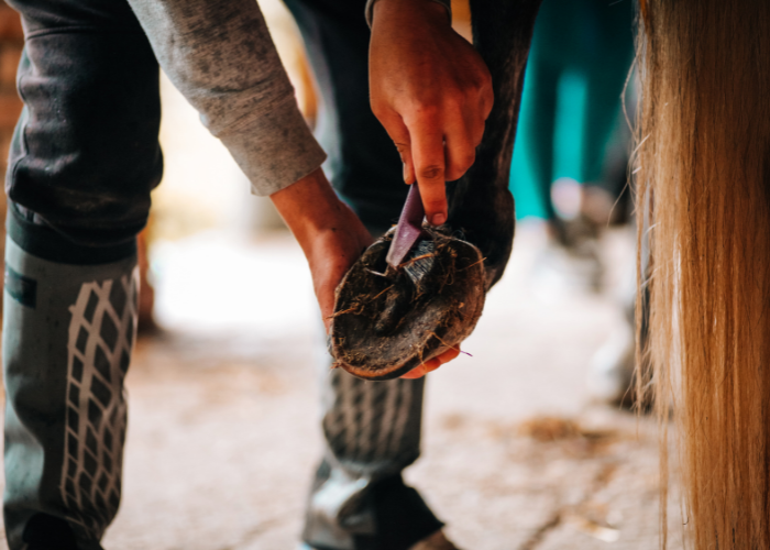 Czyszczenie kopyta konia.