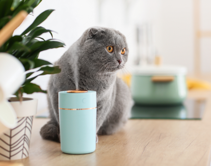 Jak dbać o odporność kota?