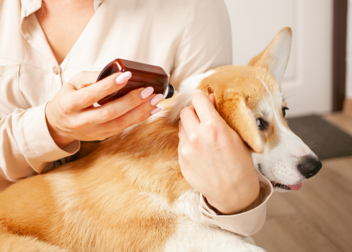 Odrobaczanie psa kroplami na kark.