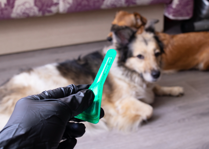 Odrobaczanie psa specjalnym preparatem.