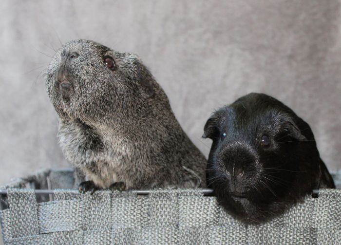 Dwie świnki morskie w koszyczku.