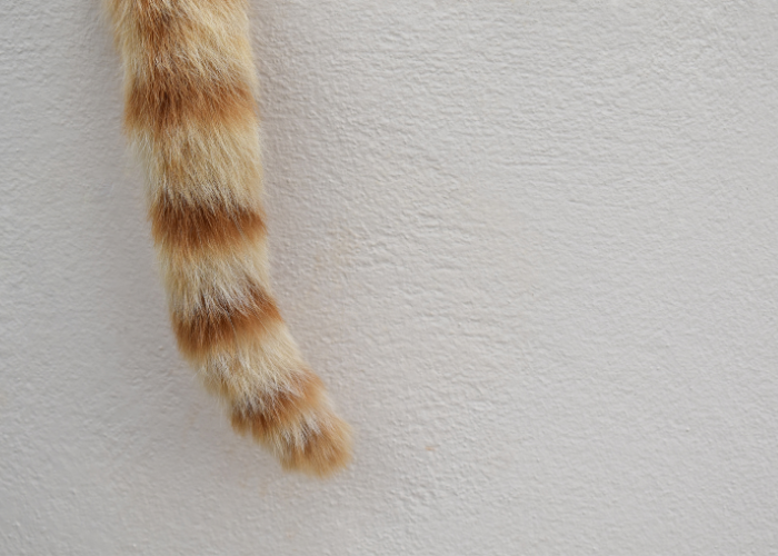 Czy kot może złamać ogon?