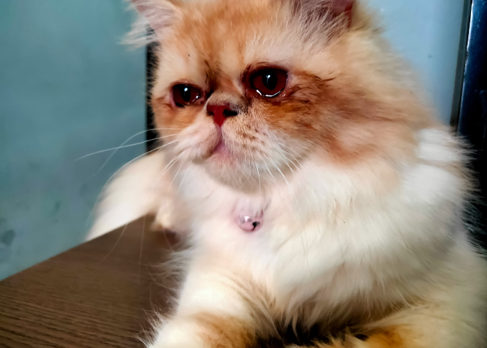 Kot pers z łzawiącym okiem.