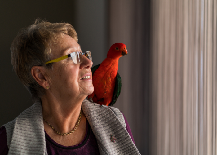 Opiekun dla papugi podczas nieobecności właściciela.