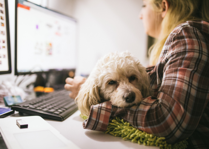 Wzrasta podatek za psa!