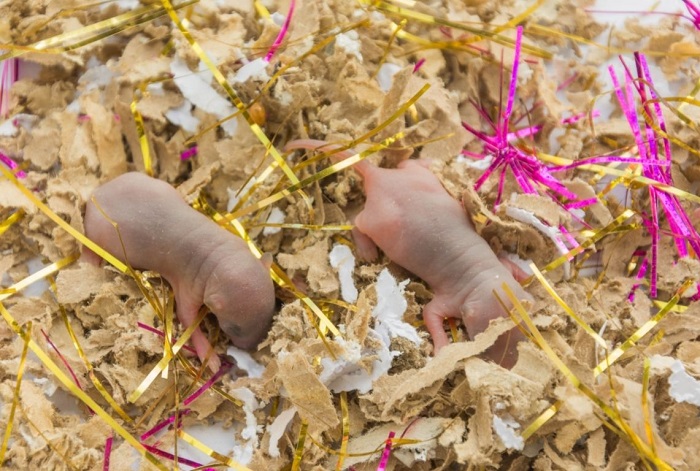 Jak wygląda poród u myszy domowej?