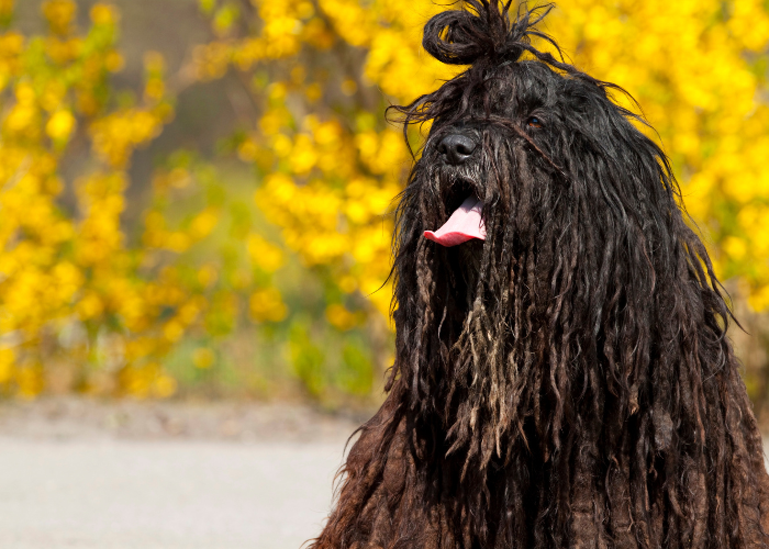 Czarny owczarek z Bergamo.