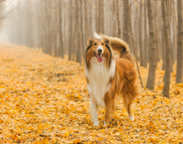 Owczarek collie - pies I grupy FCI.