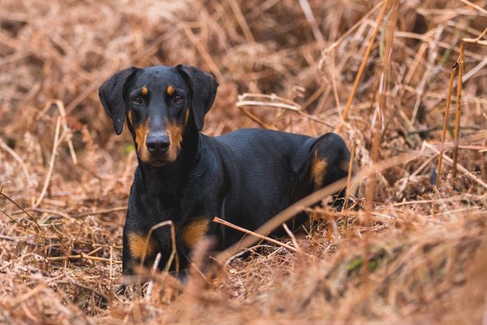 Beauceron leży w sianie.