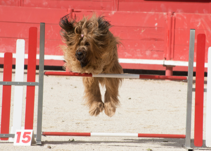 Owczarek francuski briard podczas agility.