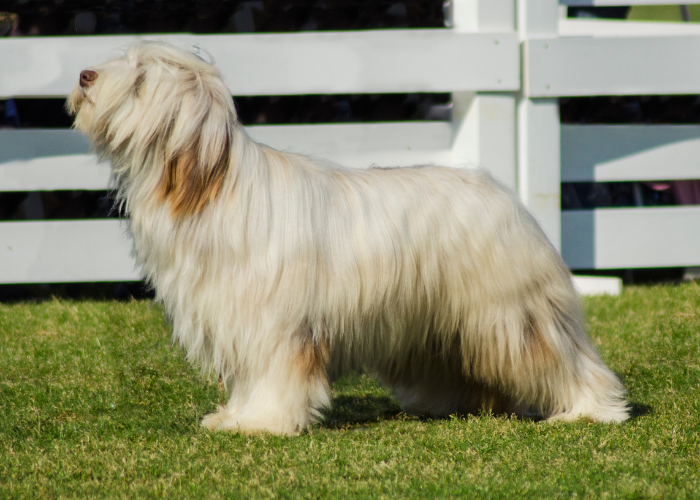 Wzorzec briarda FCI.