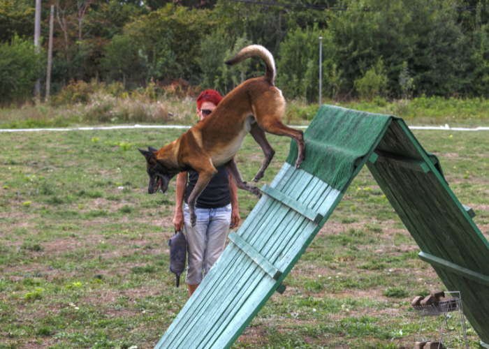 Owczarek holenderski sporty.