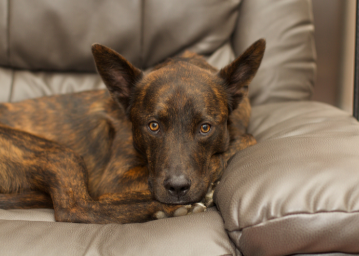 Owczarek holenderski leży na kanapie.