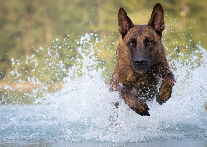 Owczarek holenderski pływa.