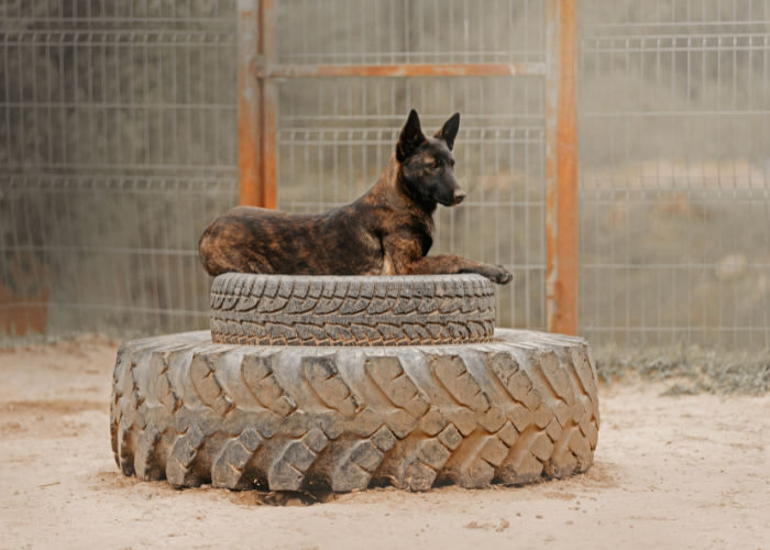 Owczarek holenderski na treningu.