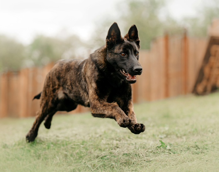Owczarek holenderski biegnie.