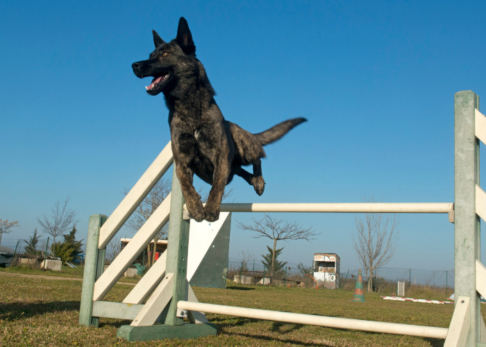 Owczarek holenderski skacze przez przeszkodę.