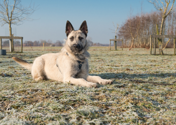 Owczarek holenderski szorstkowłosy biały.