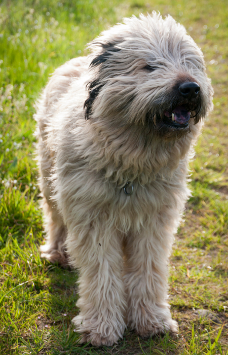 Owczarek kataloński długowłosy.