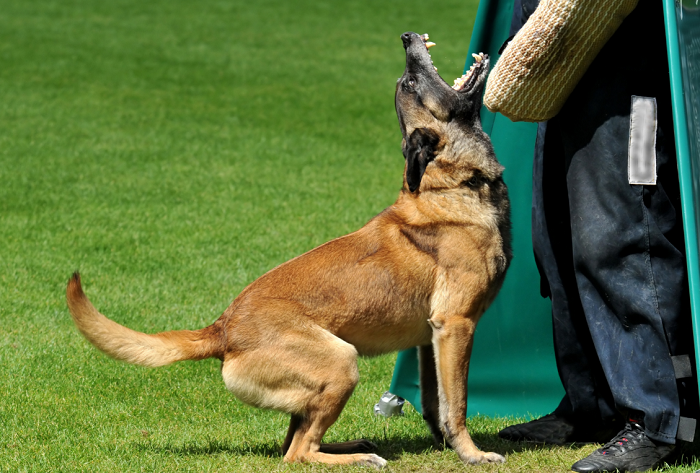 Owczarek belgijski malinois podczas treningu do służb mundurowych.