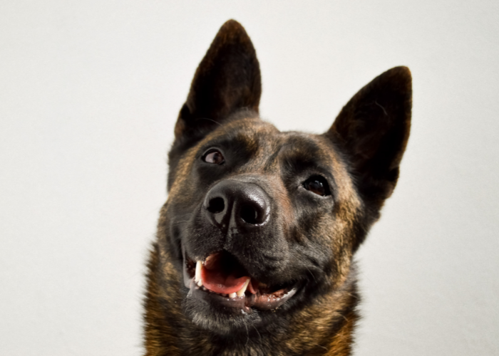 Owczarek holenderski pręgowany z czarną maską.