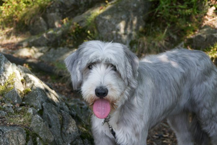 Owczarek polski nizinny ostrzyżony o umaszczeniu biało-szarym.'