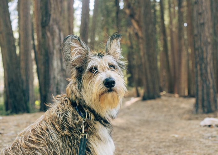 Owczarek pikardyjski w lesie.