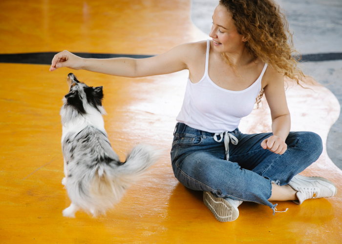 Owczarek szetlandzki bawi się z opiekunką.