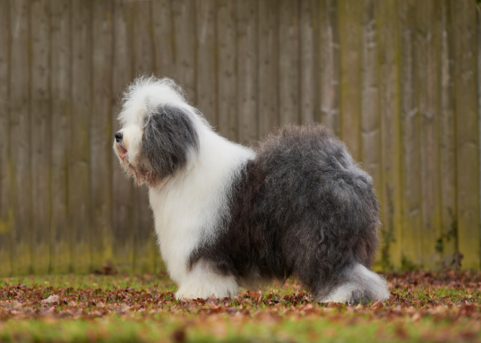 Owczarek staroangielski.