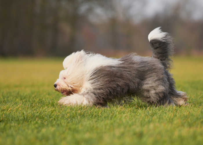 Owczarek staroangielski bobtail.
