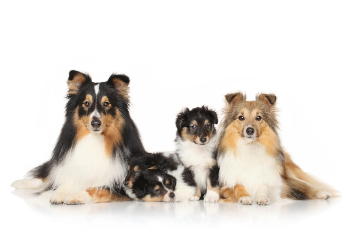 Owczarki szetlandzkie ze szczeniakami sheltie.