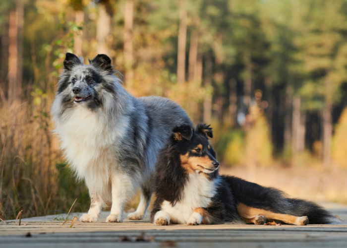 Owczarek szetlandzki blue merle i owczarek szetlandzki tricolor.
