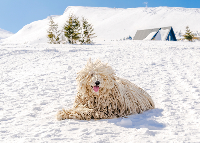 Biały owczarek węgierski puli na śniegu.
