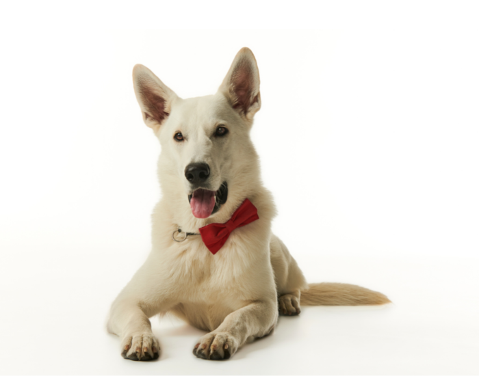 Owczarki - grupa I w FCI.