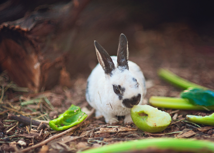 Gruszka dla królika jest wspaniałym uzupełnieniem jego diety!