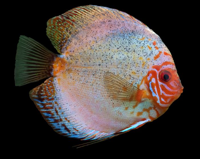 Ryba paletka o biało-różowym ubarwieniu