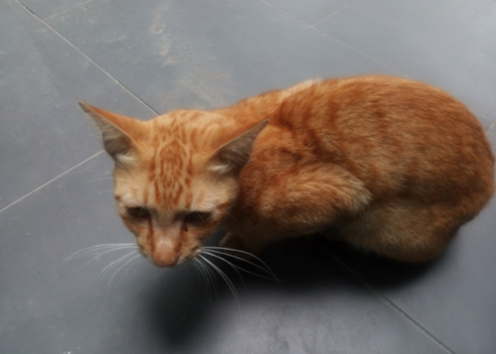 Pozycja bólowa kota.