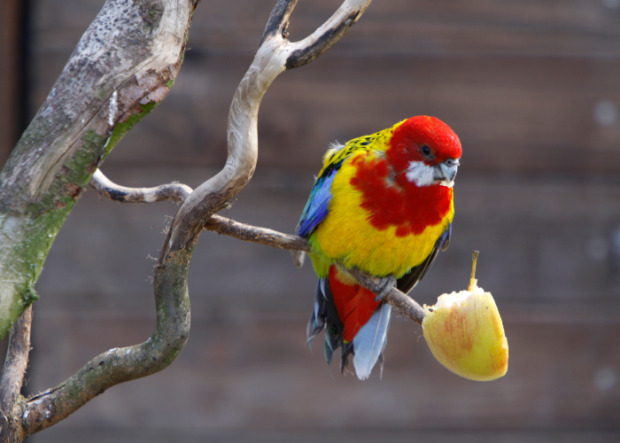Papuga rozella białolica je jabłko.