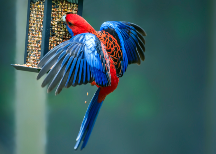 Papuga rozella czerwona.