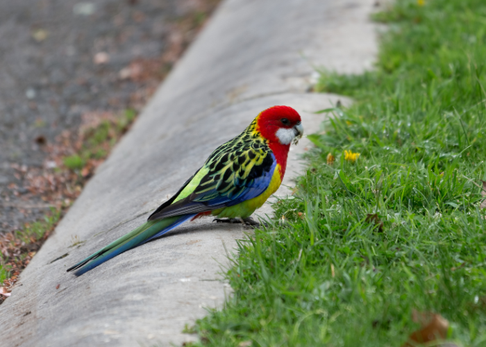 Rozella białolica w naturze.