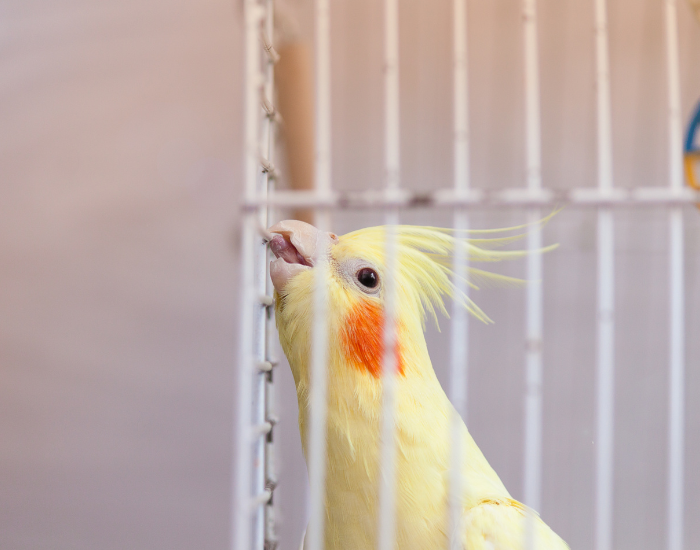 Papuga pozostawiona sama sobie może niszczyć klatkę i sprzęty.