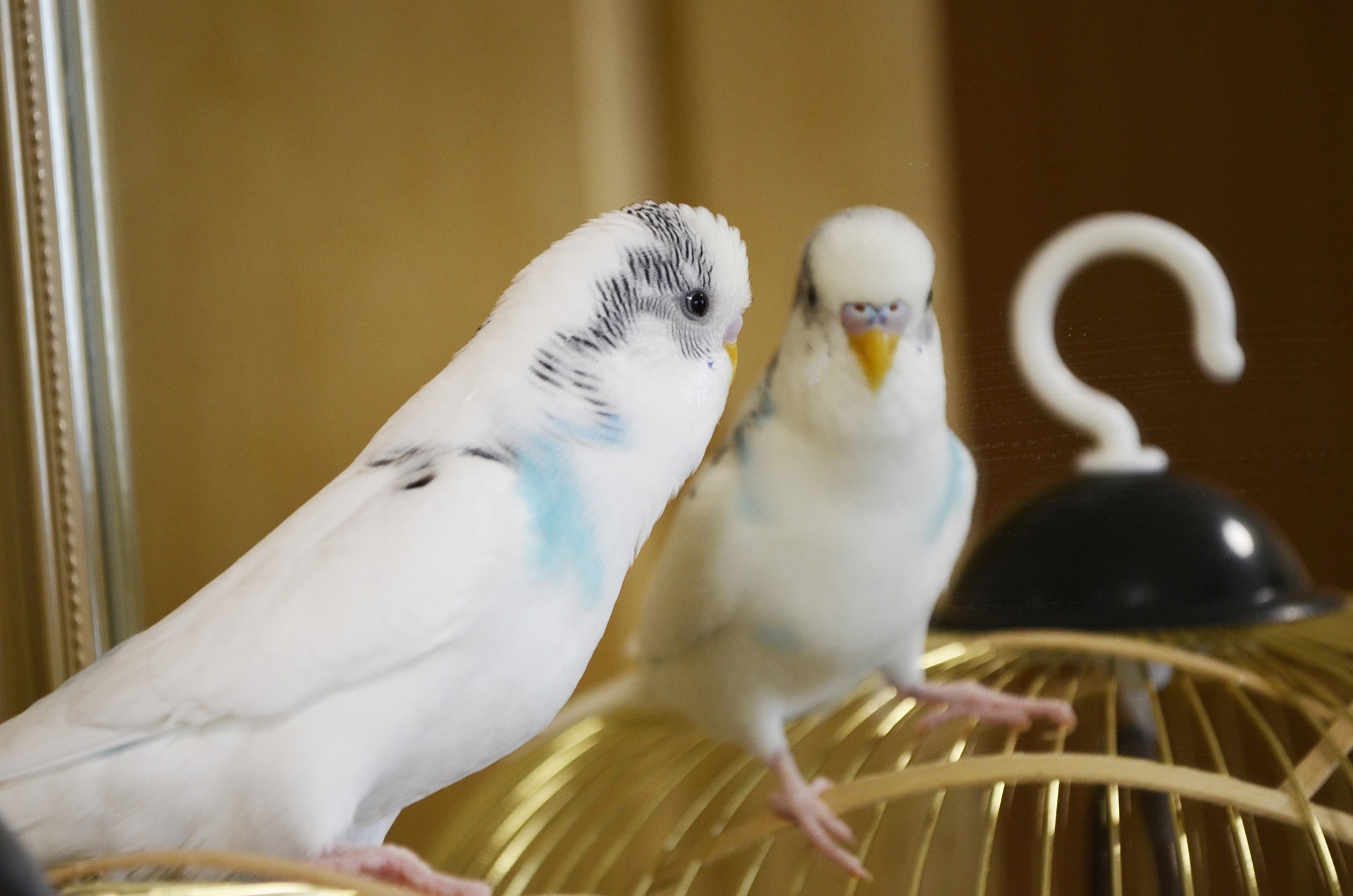 Nazwa papugi falistej wzięła się od charakterystycznego wzoru za uszkami papug. Wzory te przypominają fale i rozchodzą się delikatnie wzdłuż.