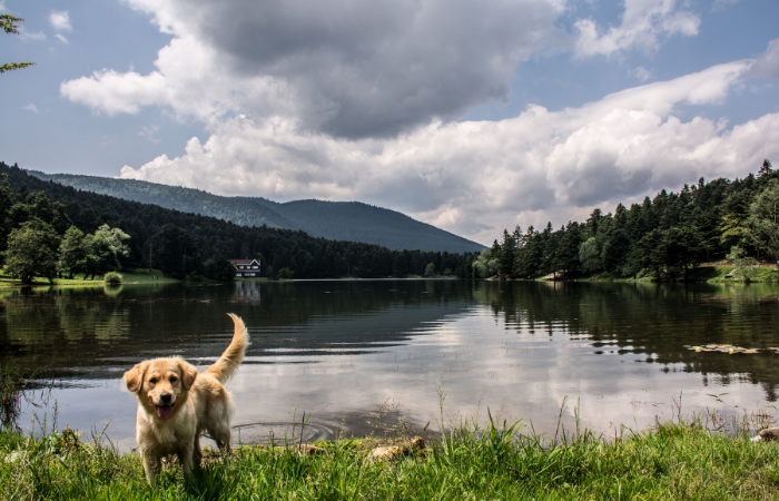 Szczeniak w parku krajobrazowym.