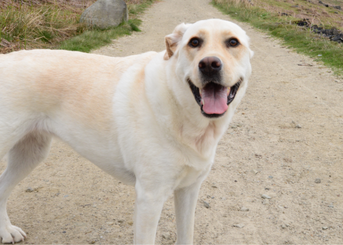 Pies w parku narodowym.